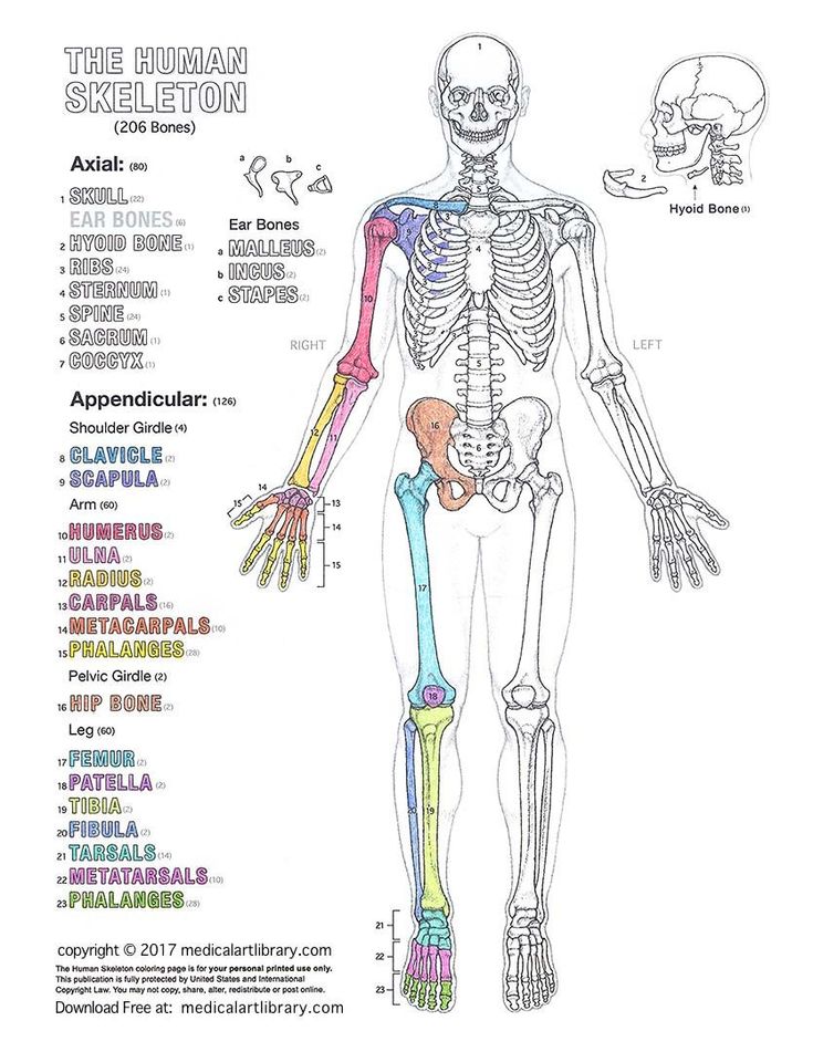 The Anatomy Coloring Book 15