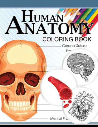 The Anatomy Coloring Book 17