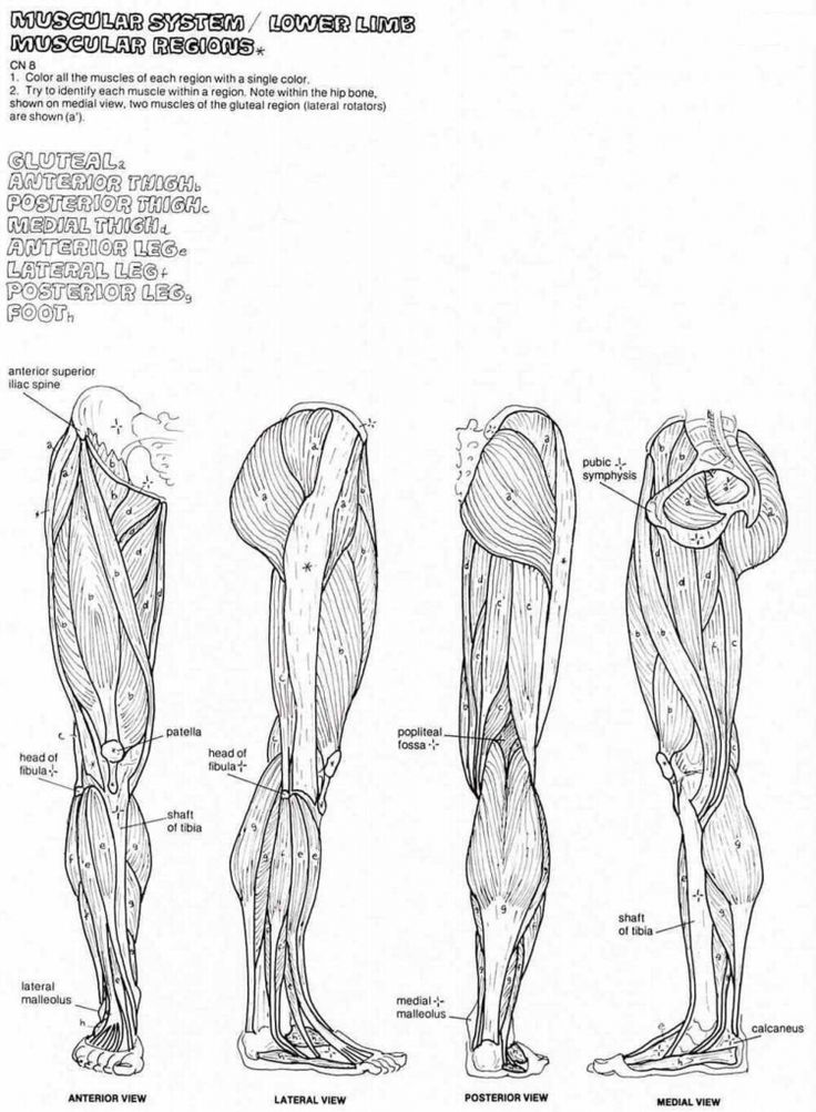 The Anatomy Coloring Book 21