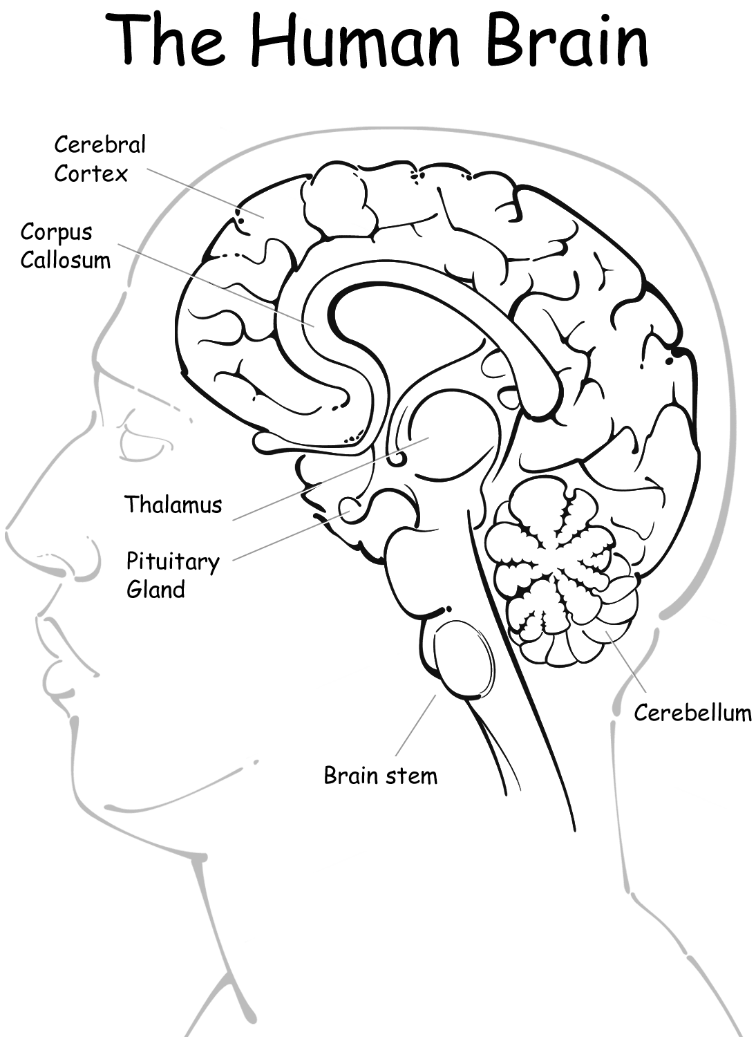 The Anatomy Coloring Book 25