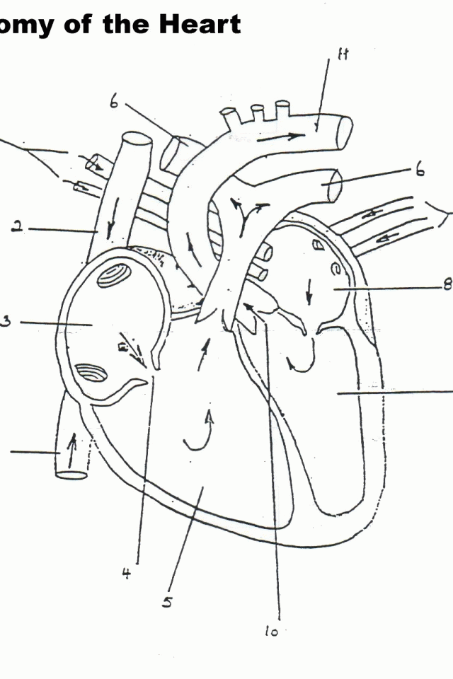 The Anatomy Coloring Book 29