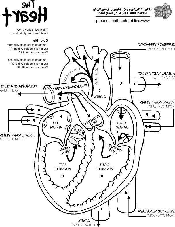 The Anatomy Coloring Book 30