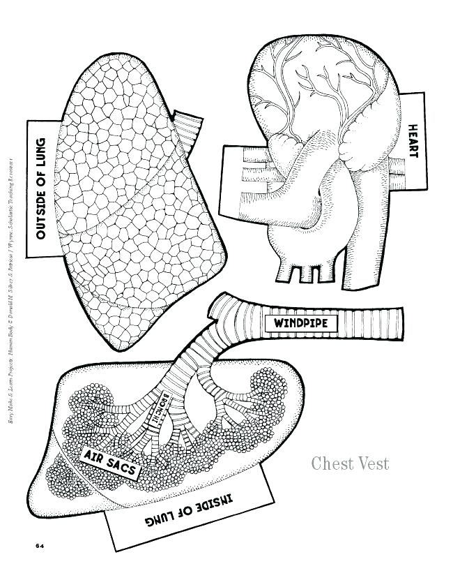 The Anatomy Coloring Book 32