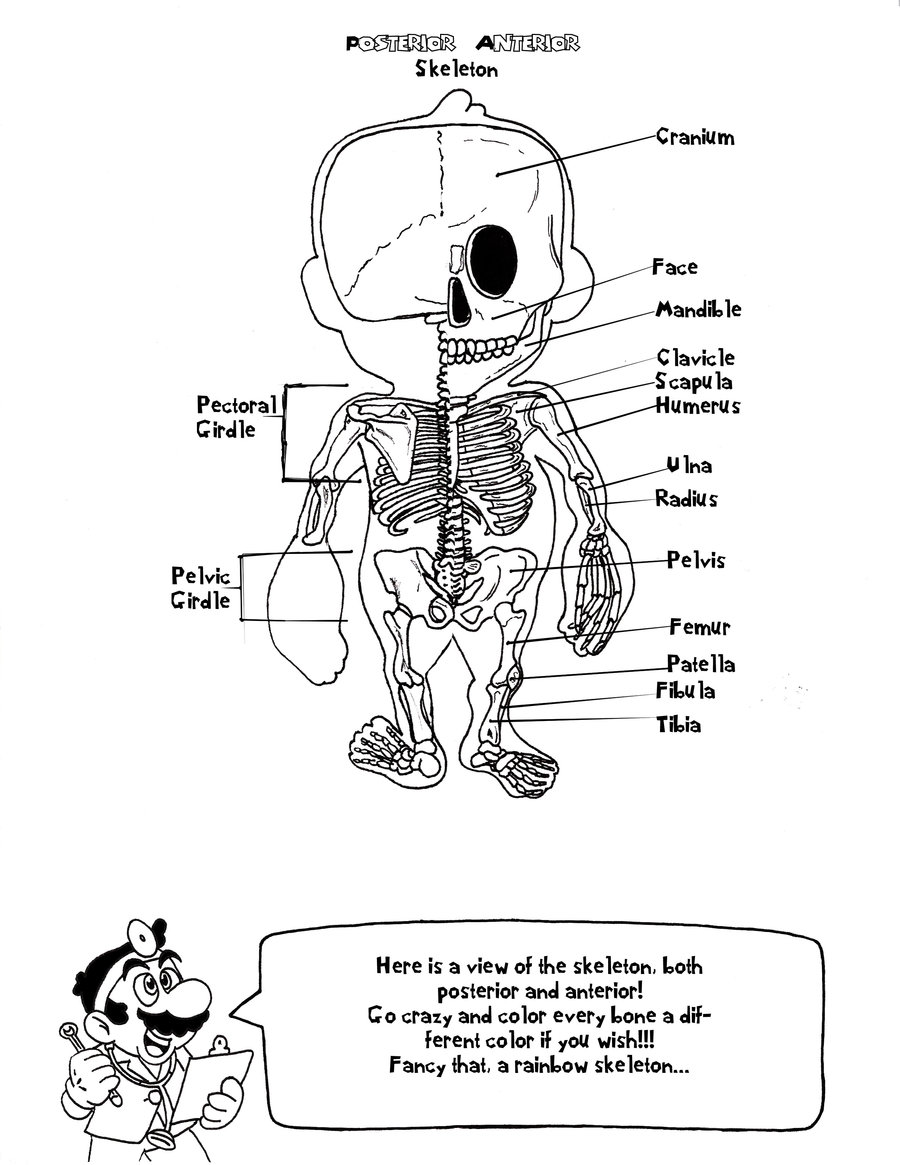 The Anatomy Coloring Book 37