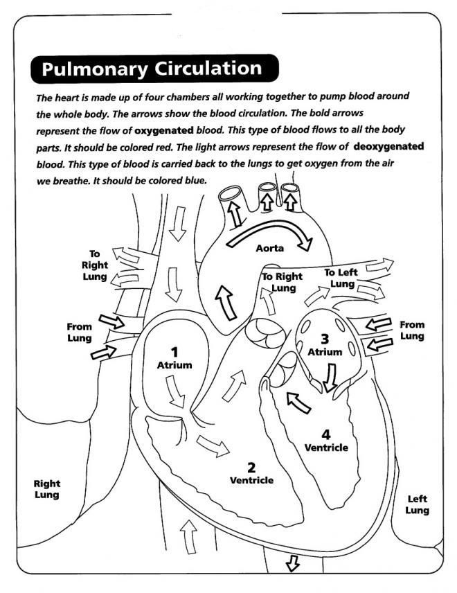 The Anatomy Coloring Book 38