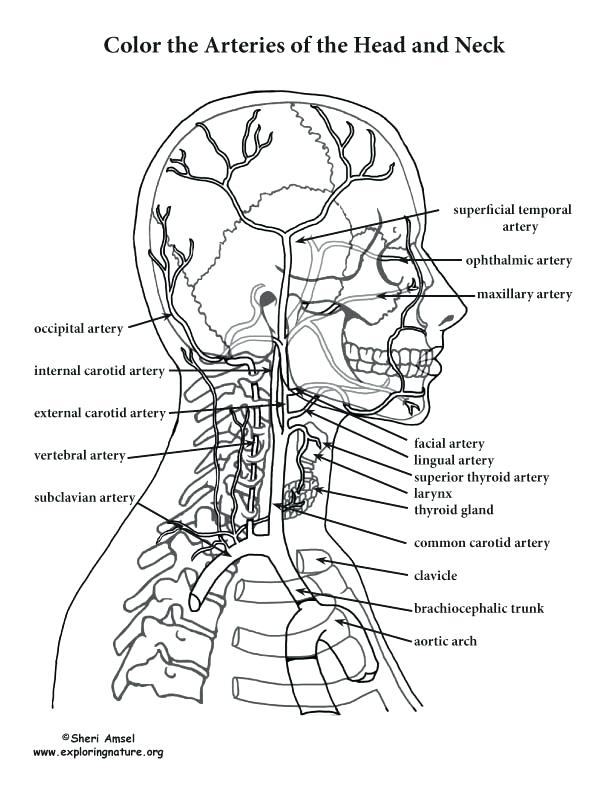 The Anatomy Coloring Book 4