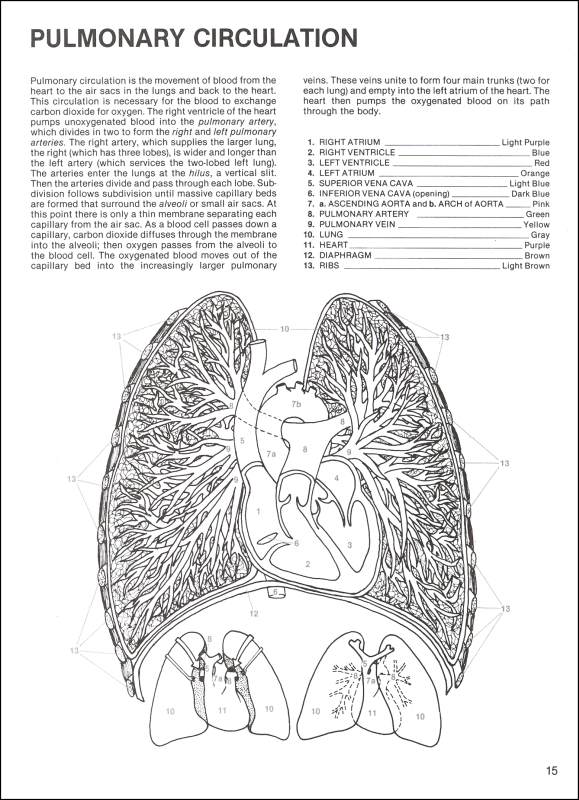 The Anatomy Coloring Book 41