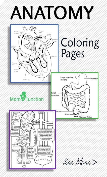 The Anatomy Coloring Book 42