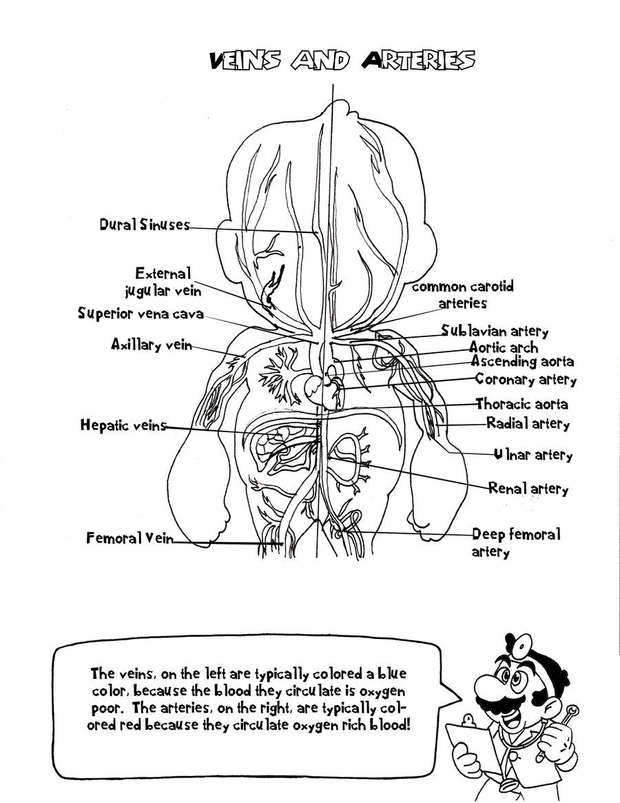 The Anatomy Coloring Book 43