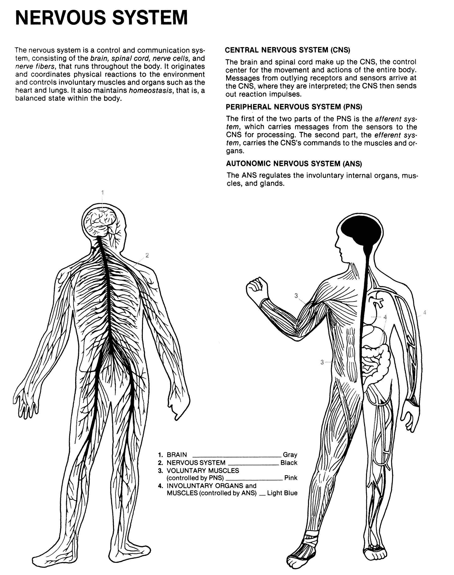 The Anatomy Coloring Book 45