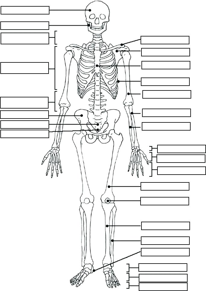 The Anatomy Coloring Book 46