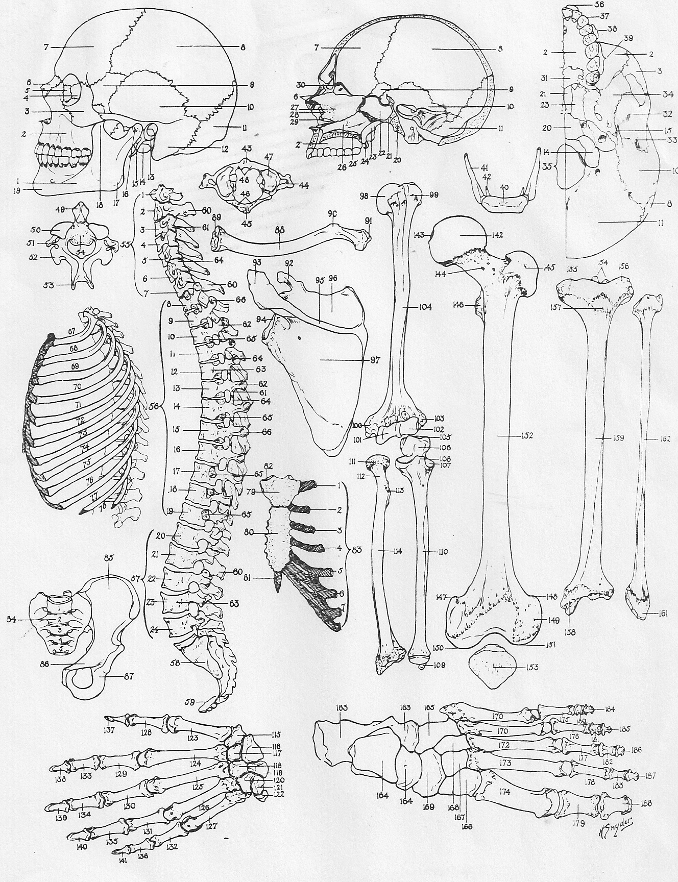 The Anatomy Coloring Book 47