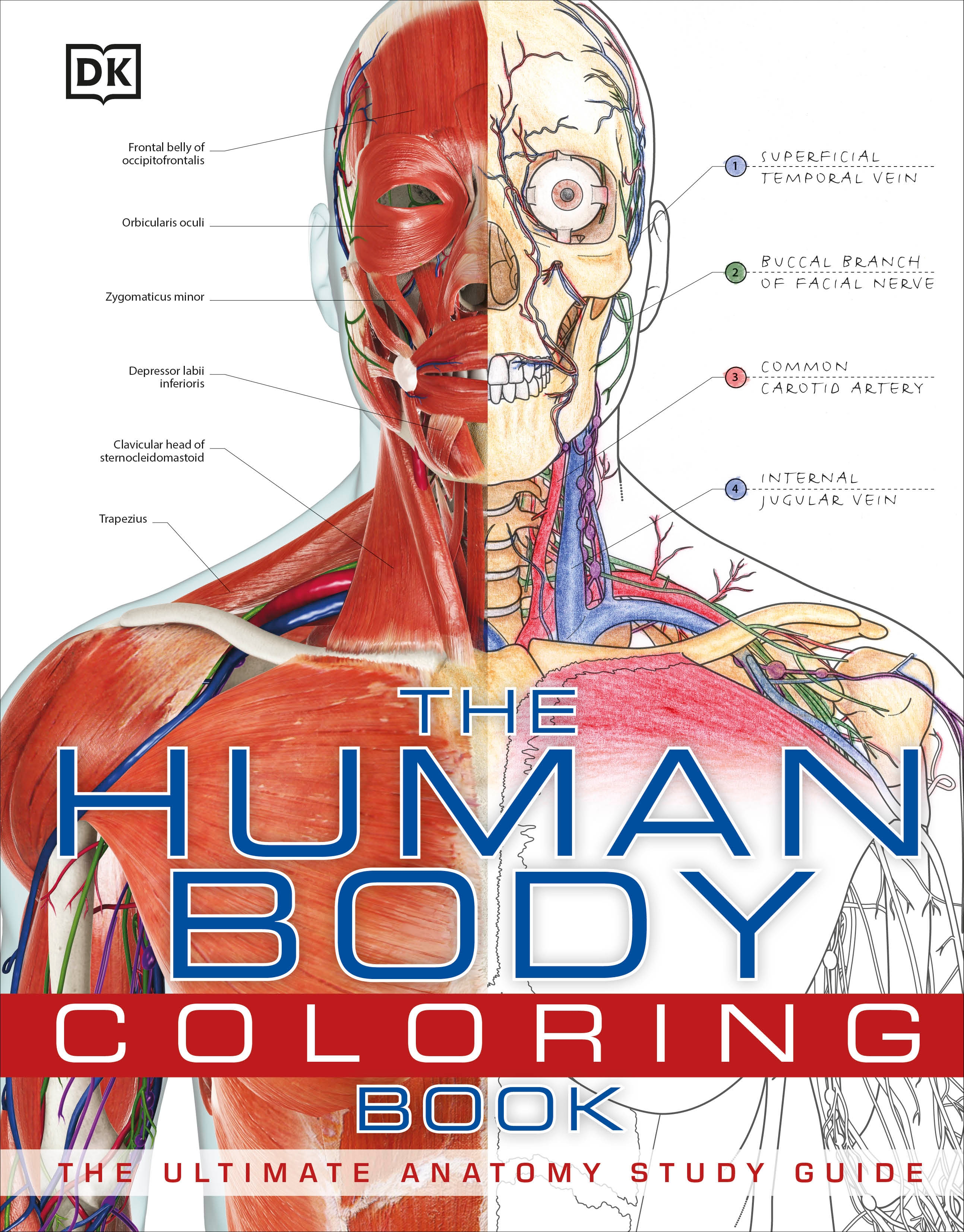 The Anatomy Coloring Book 48