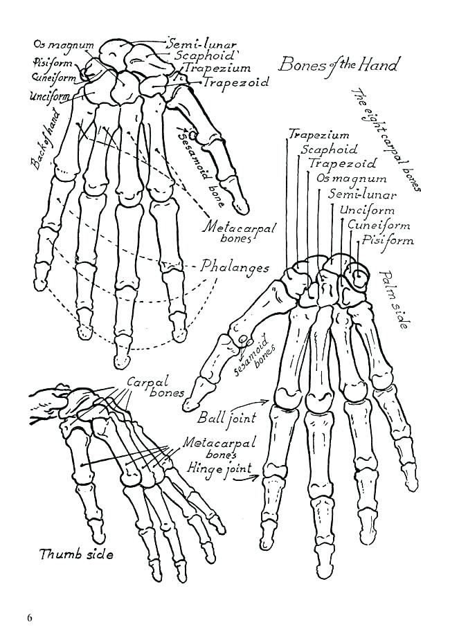 The Anatomy Coloring Book 49