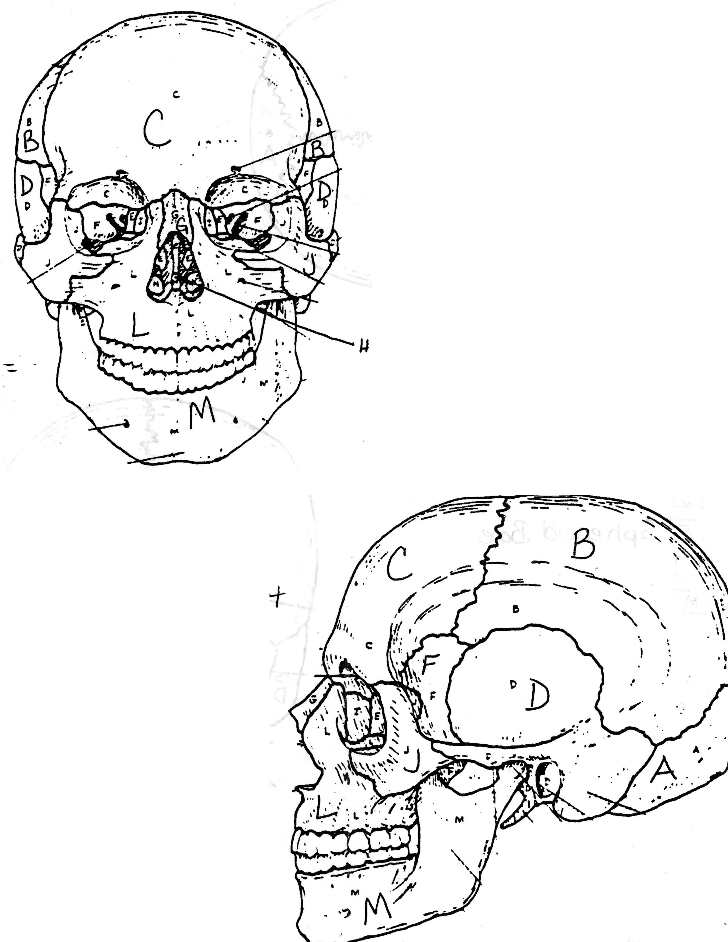 The Anatomy Coloring Book 51