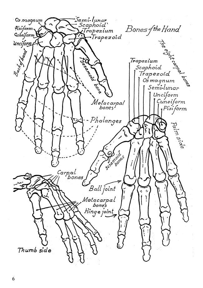 The Anatomy Coloring Book 53