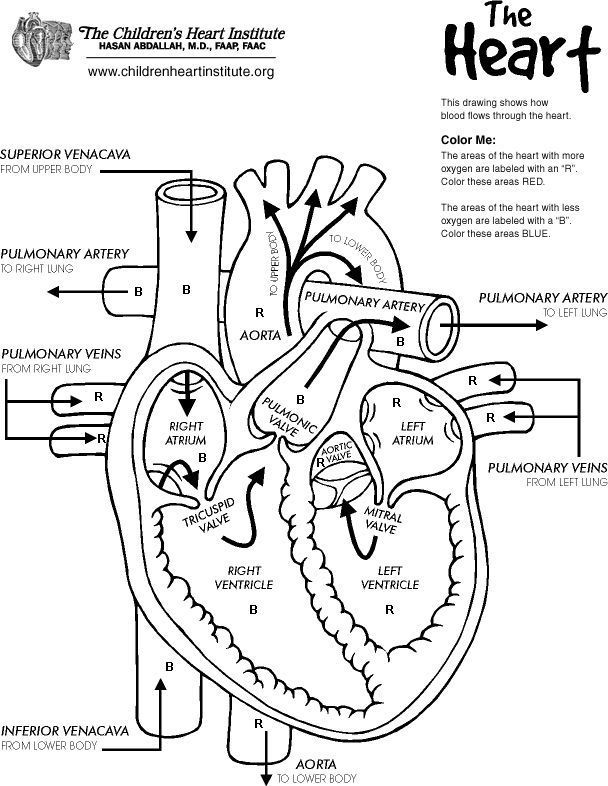 The Anatomy Coloring Book 55