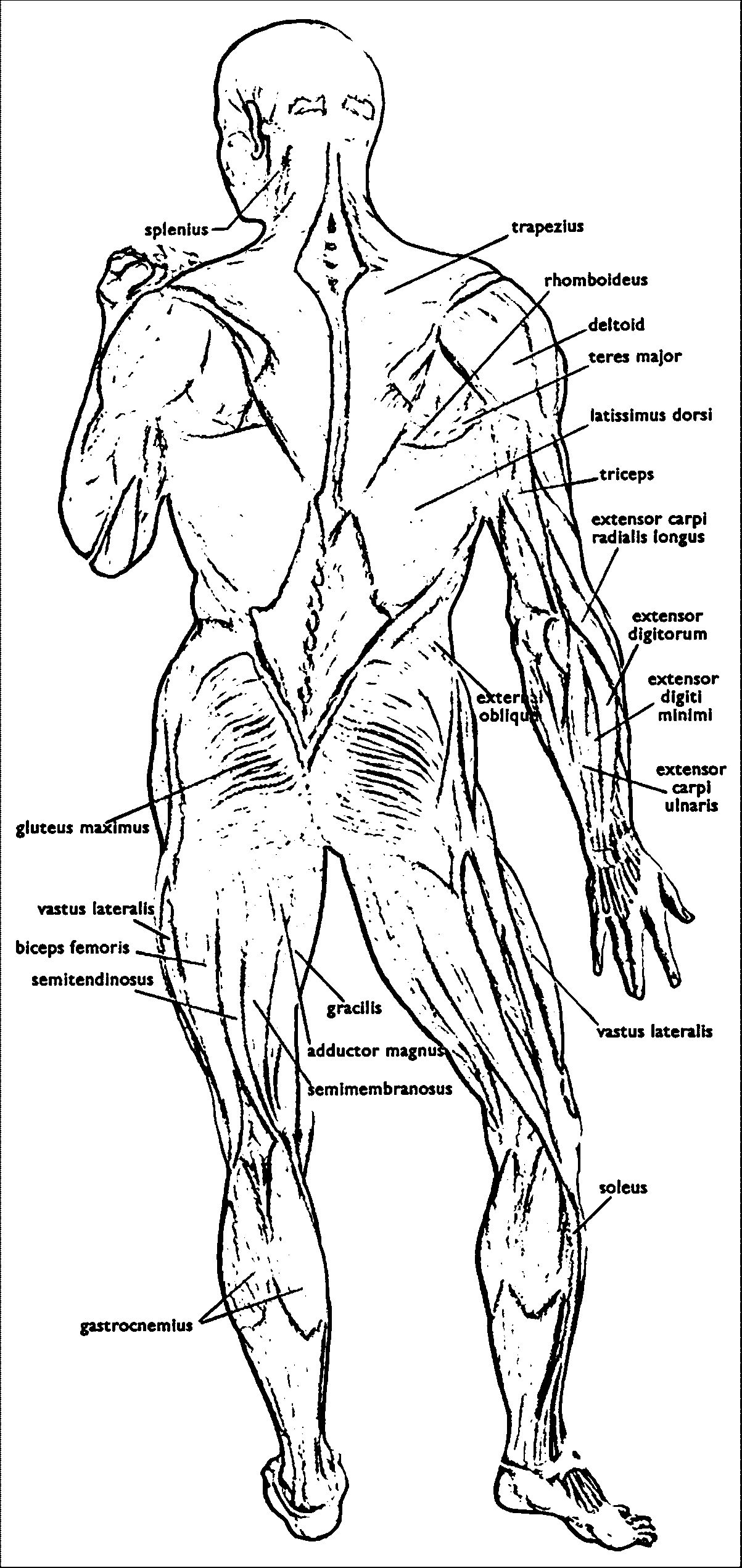 The Anatomy Coloring Book 57