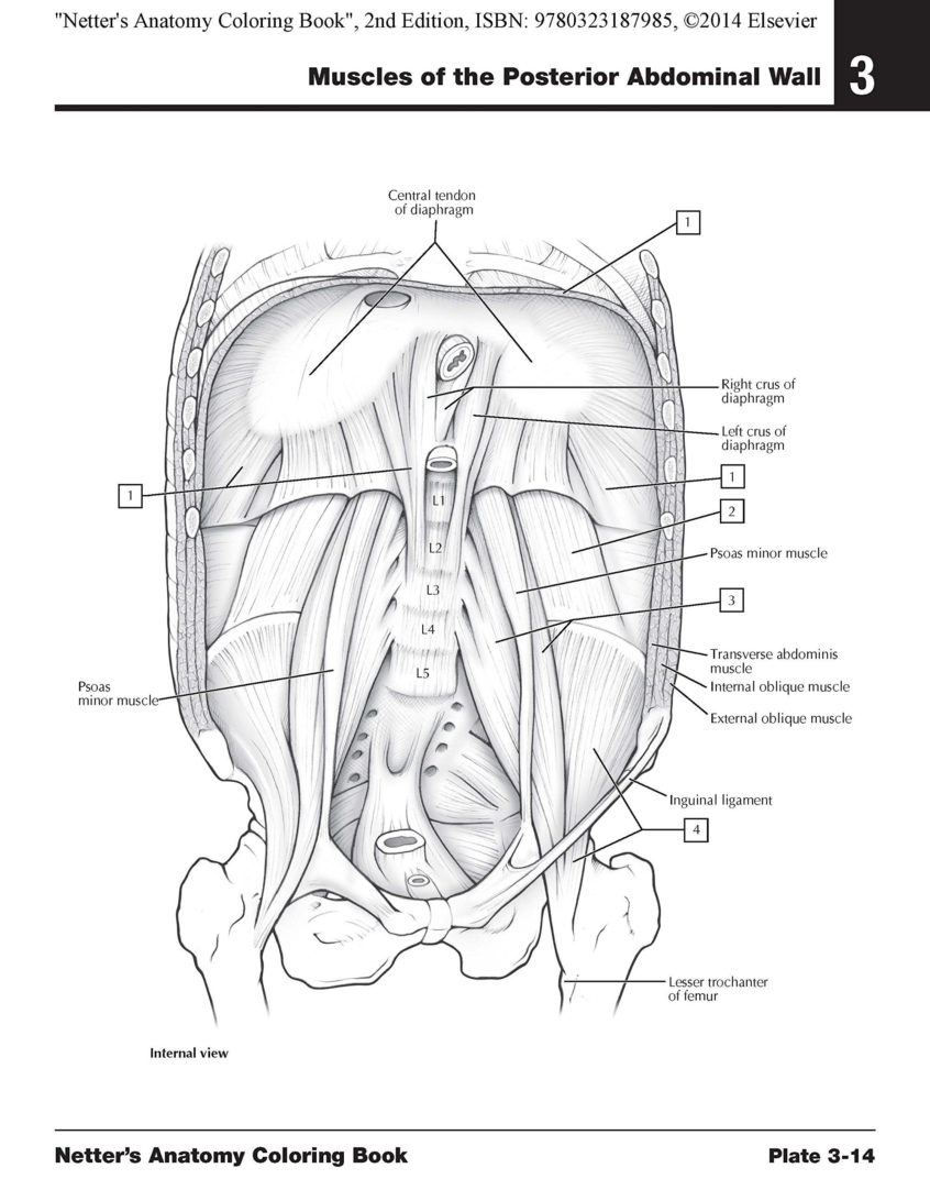 The Anatomy Coloring Book 60