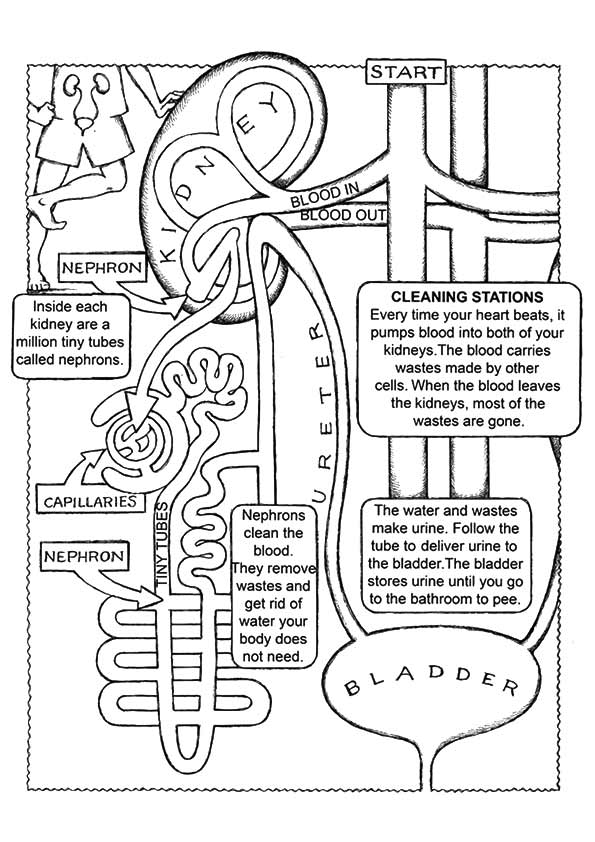 The Anatomy Coloring Book 61