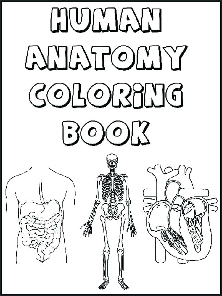 The Anatomy Coloring Book 62