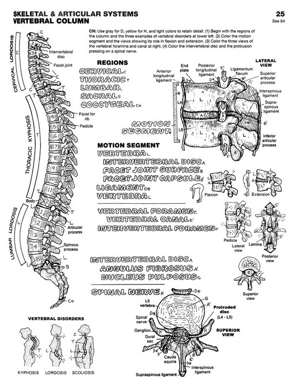 The Anatomy Coloring Book 68