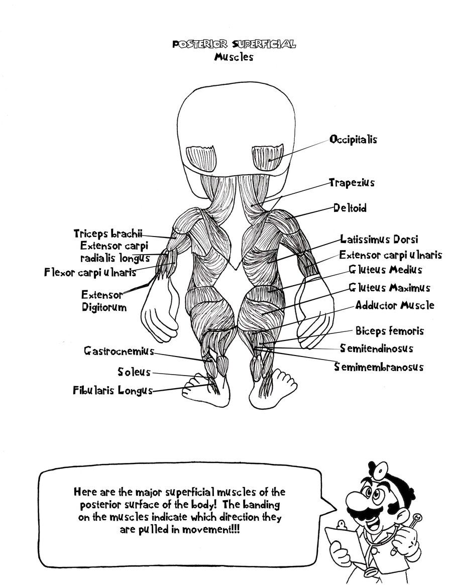 The Anatomy Coloring Book 7