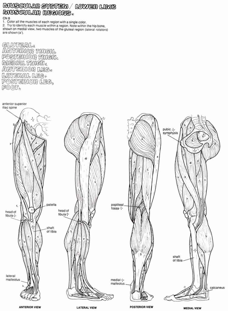 The Anatomy Coloring Book 8