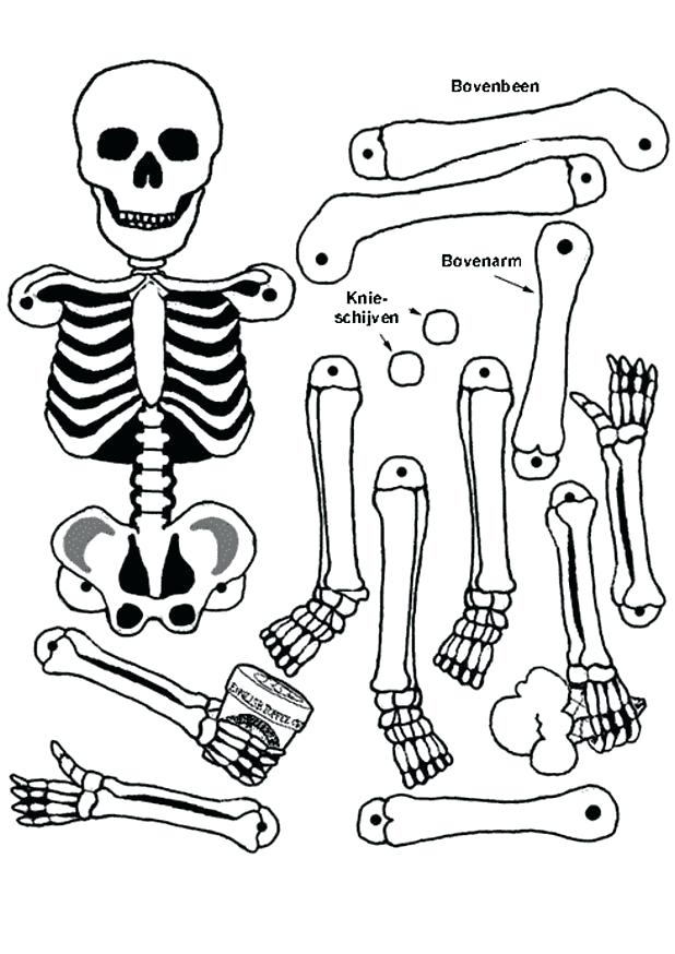 The Anatomy Coloring Book 9