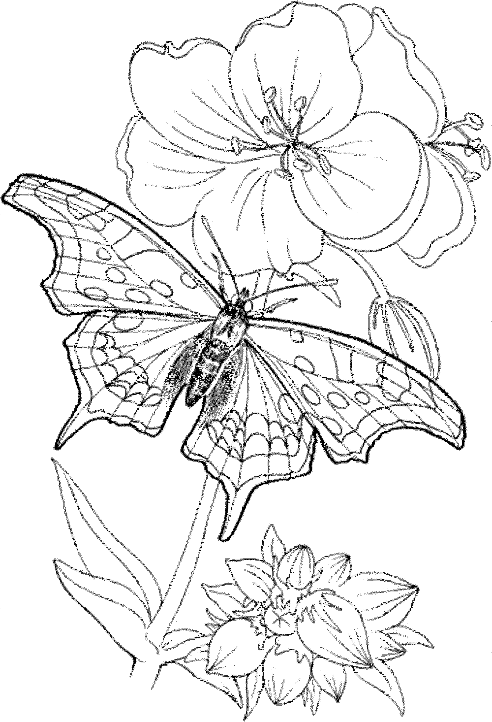 50 Free Printable Coloring Book Pages For Adults 41