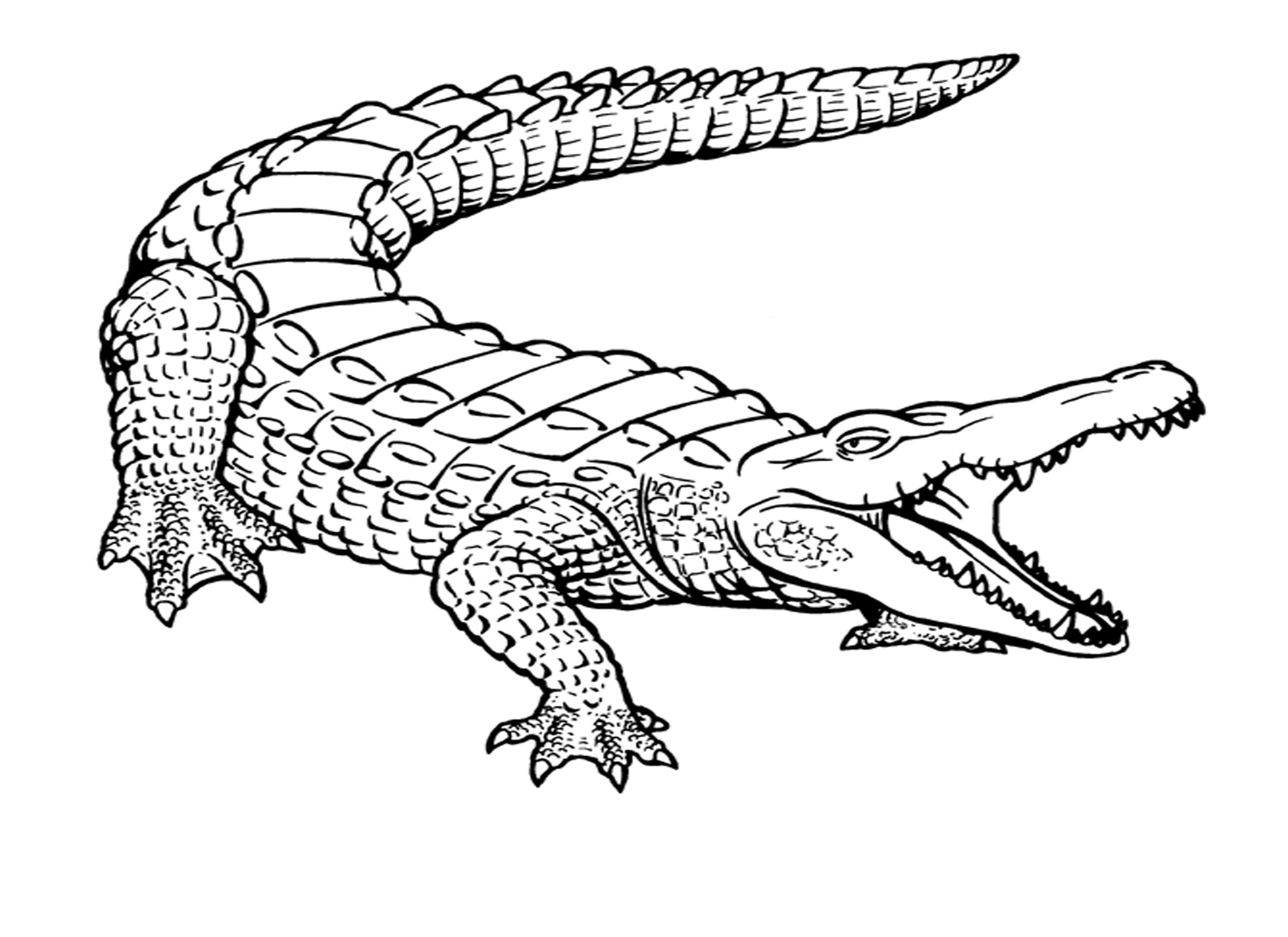 55 Crocodile Coloring Book 1