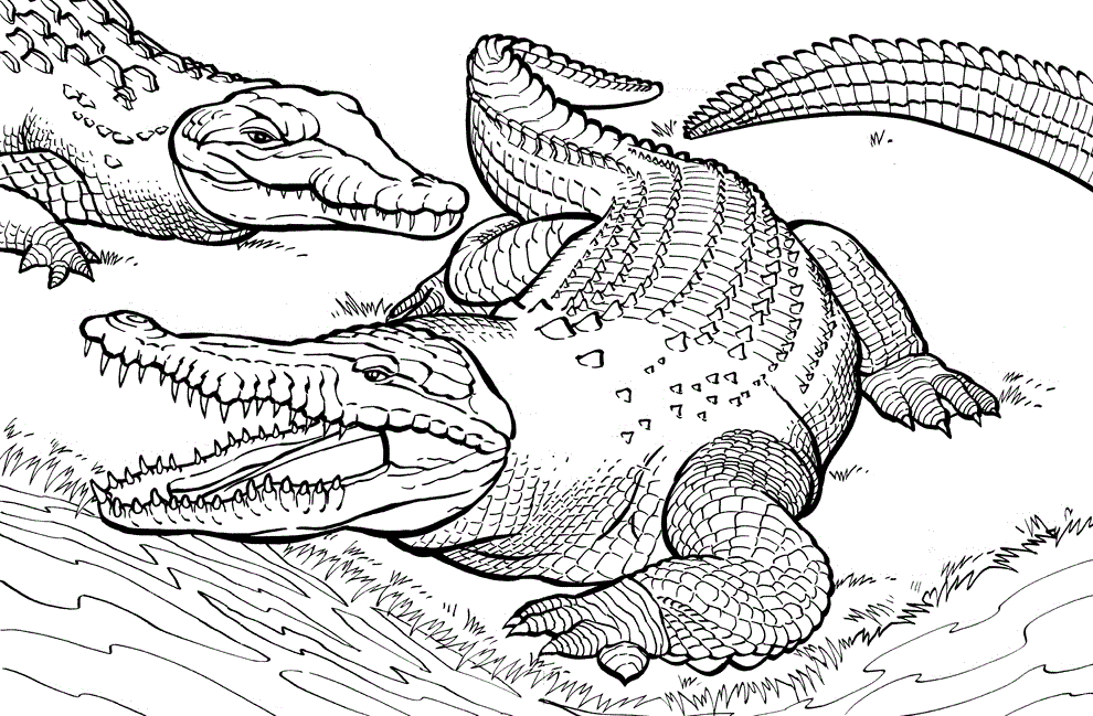 55 Crocodile Coloring Book 10