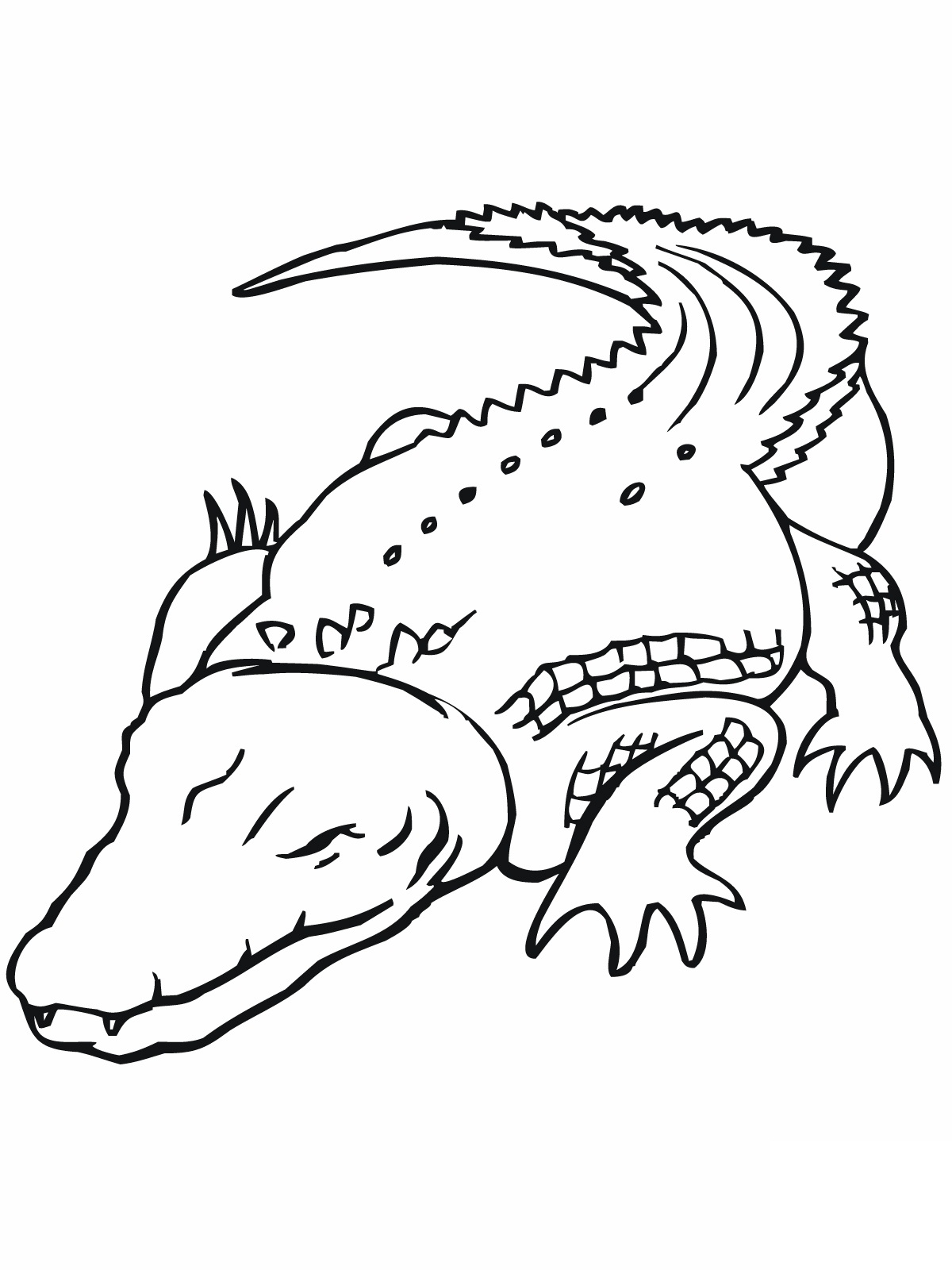 55 Crocodile Coloring Book 11