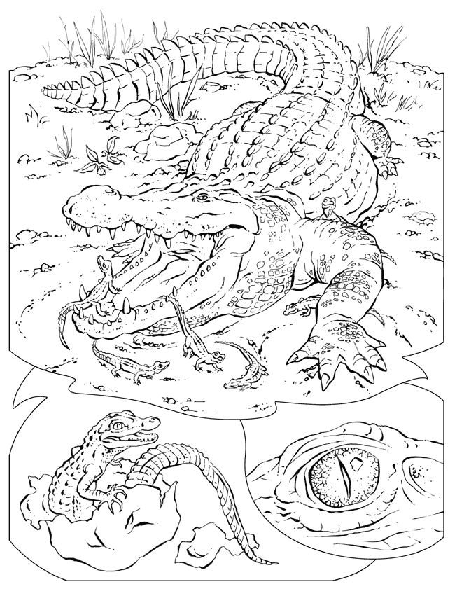 55 Crocodile Coloring Book 13