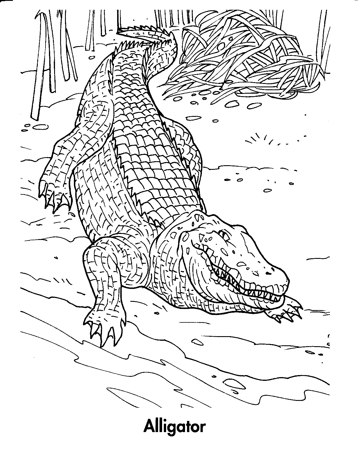 55 Crocodile Coloring Book 16