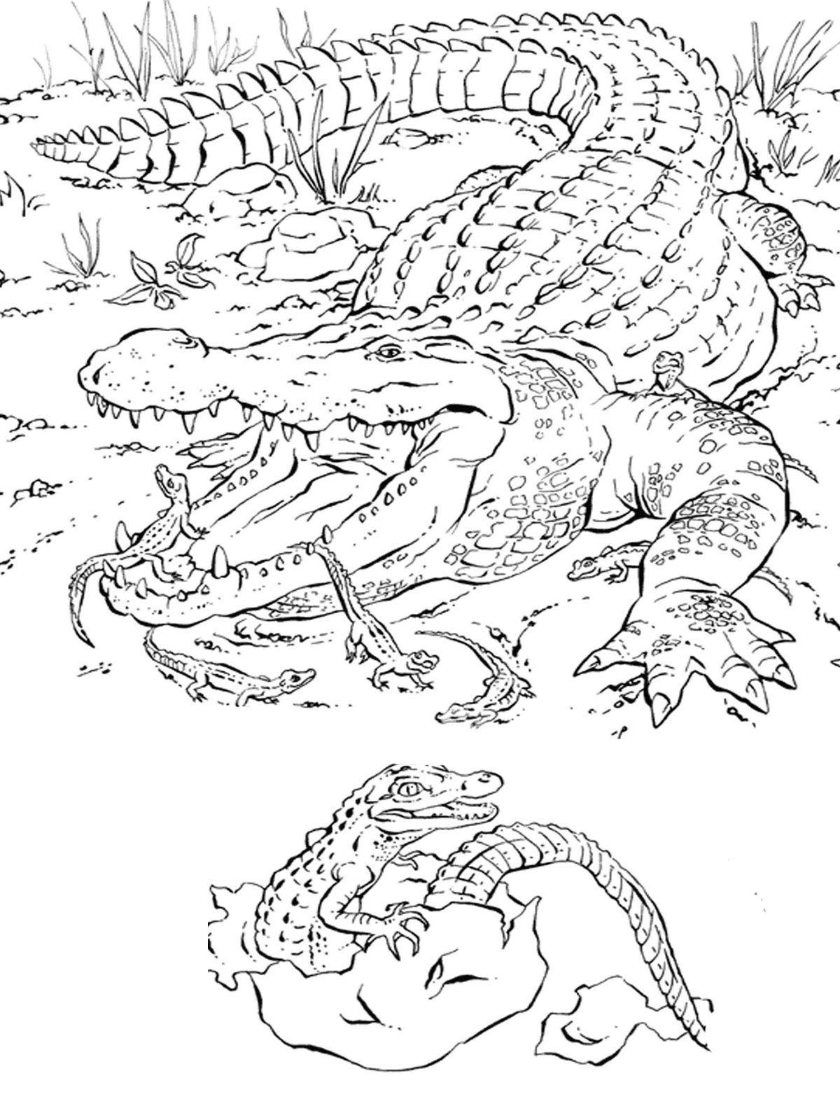 55 Crocodile Coloring Book 20