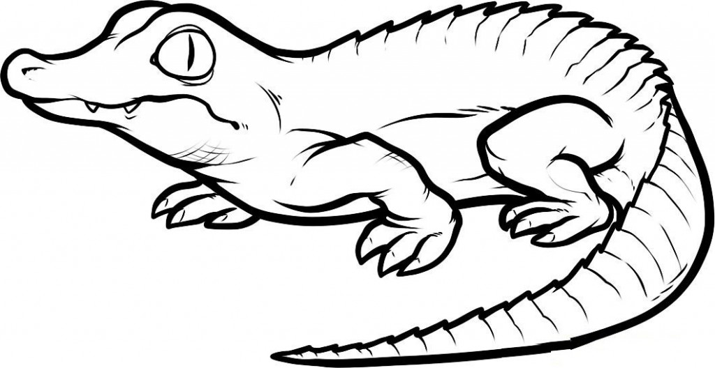 55 Crocodile Coloring Book 21