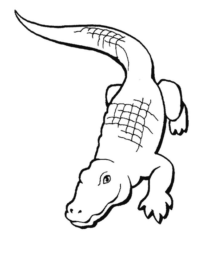 55 Crocodile Coloring Book 28