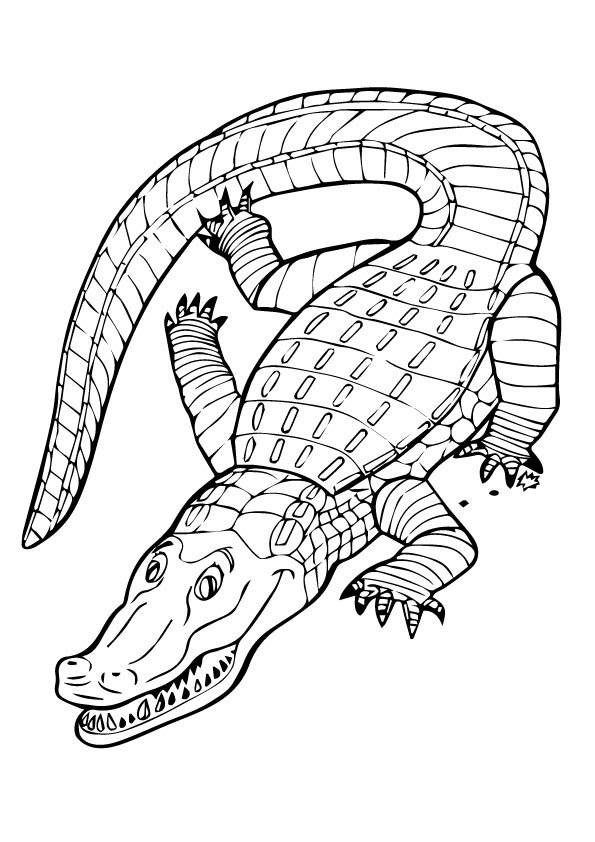 55 Crocodile Coloring Book 29