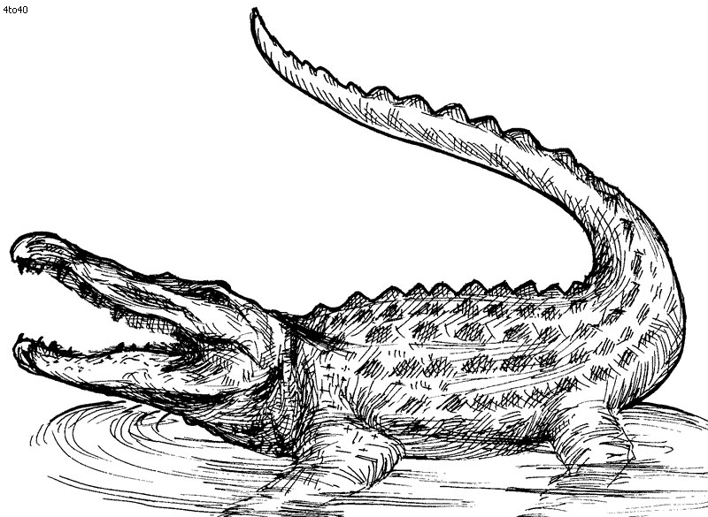 55 Crocodile Coloring Book 31