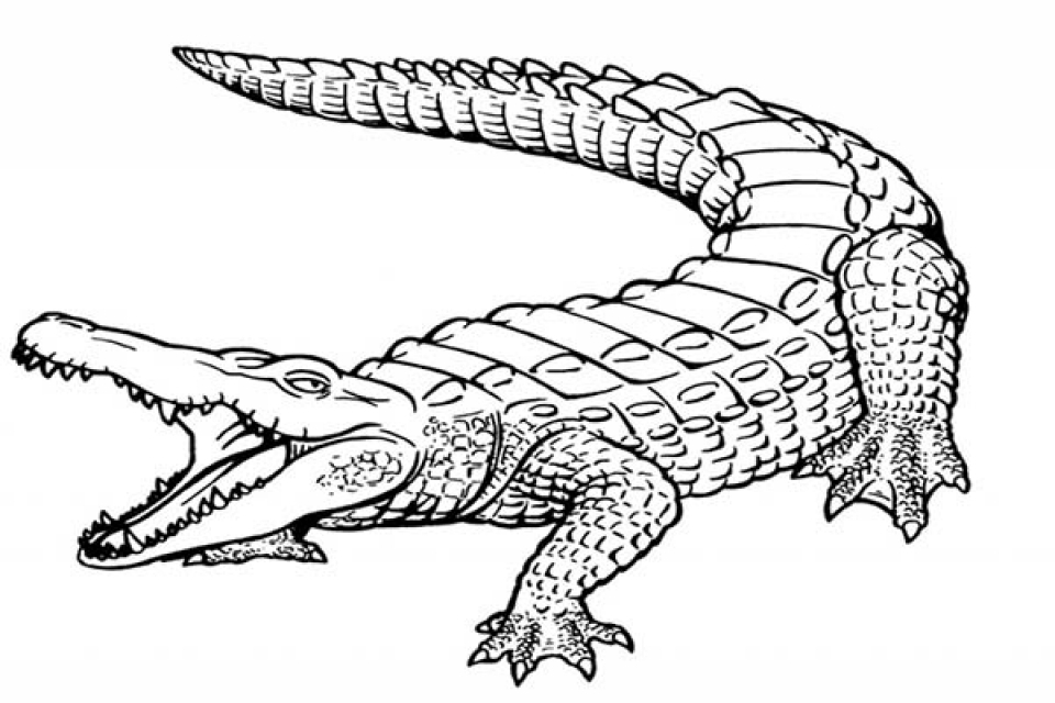 55 Crocodile Coloring Book 35