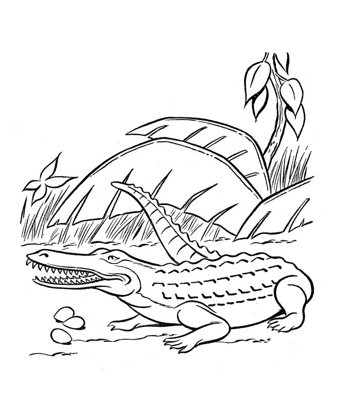 55 Crocodile Coloring Book 37