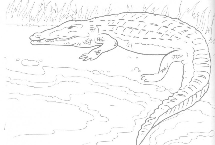 55 Crocodile Coloring Book 38