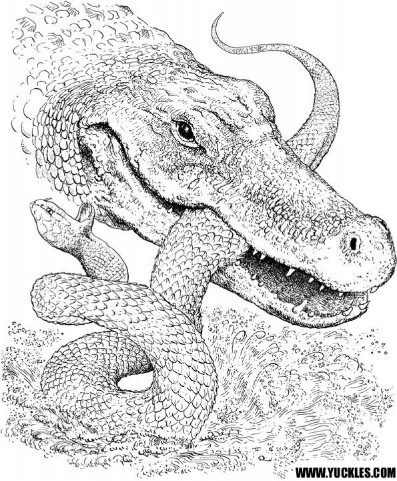 55 Crocodile Coloring Book 39