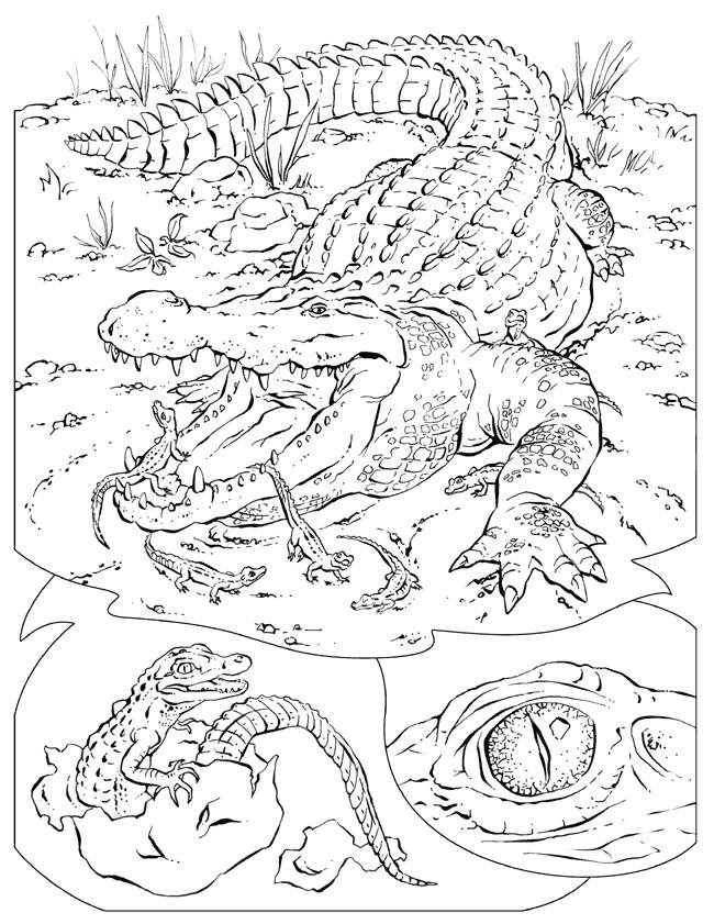 55 Crocodile Coloring Book 41