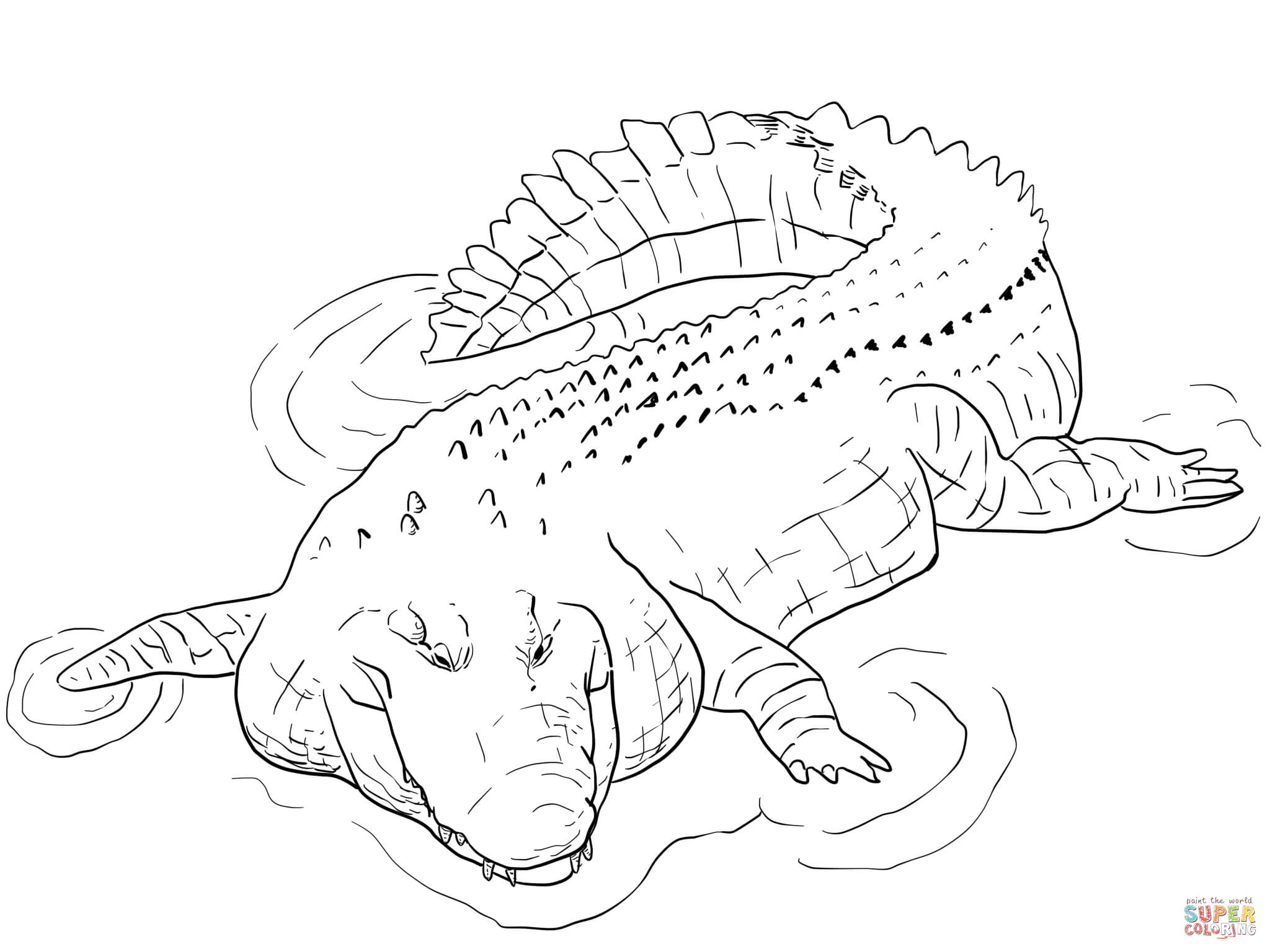 55 Crocodile Coloring Book 48