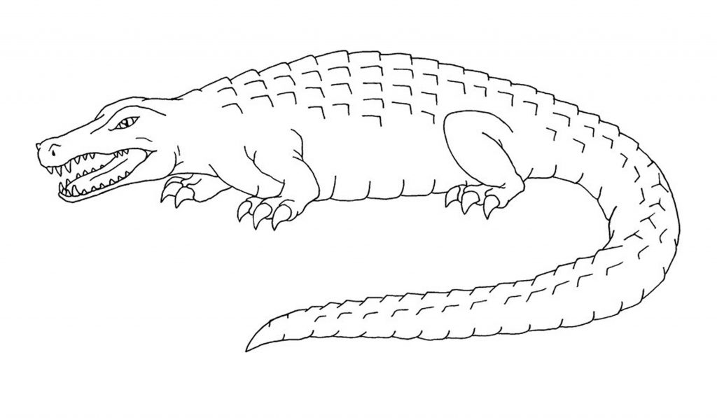 55 Crocodile Coloring Book 49