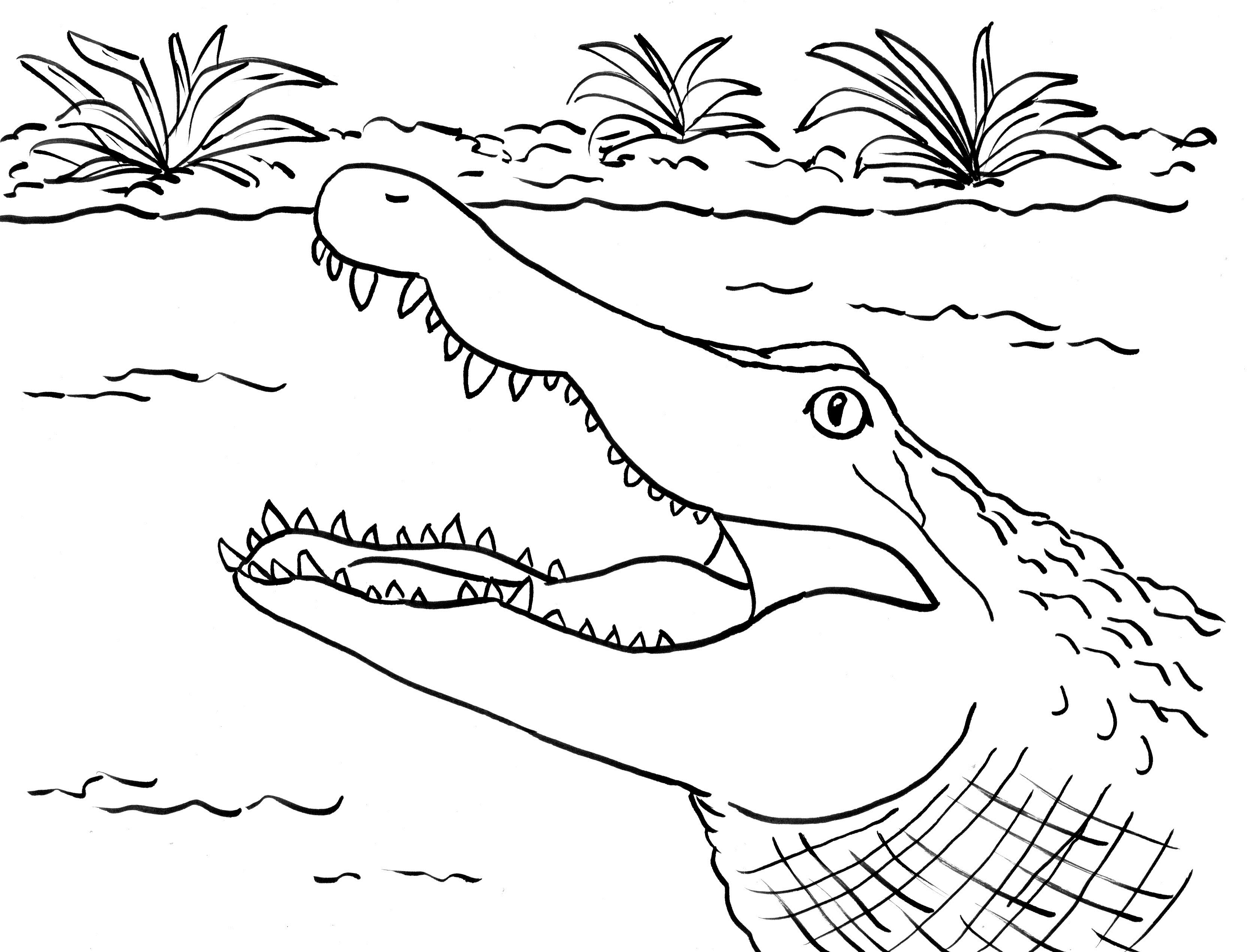 55 Crocodile Coloring Book 51