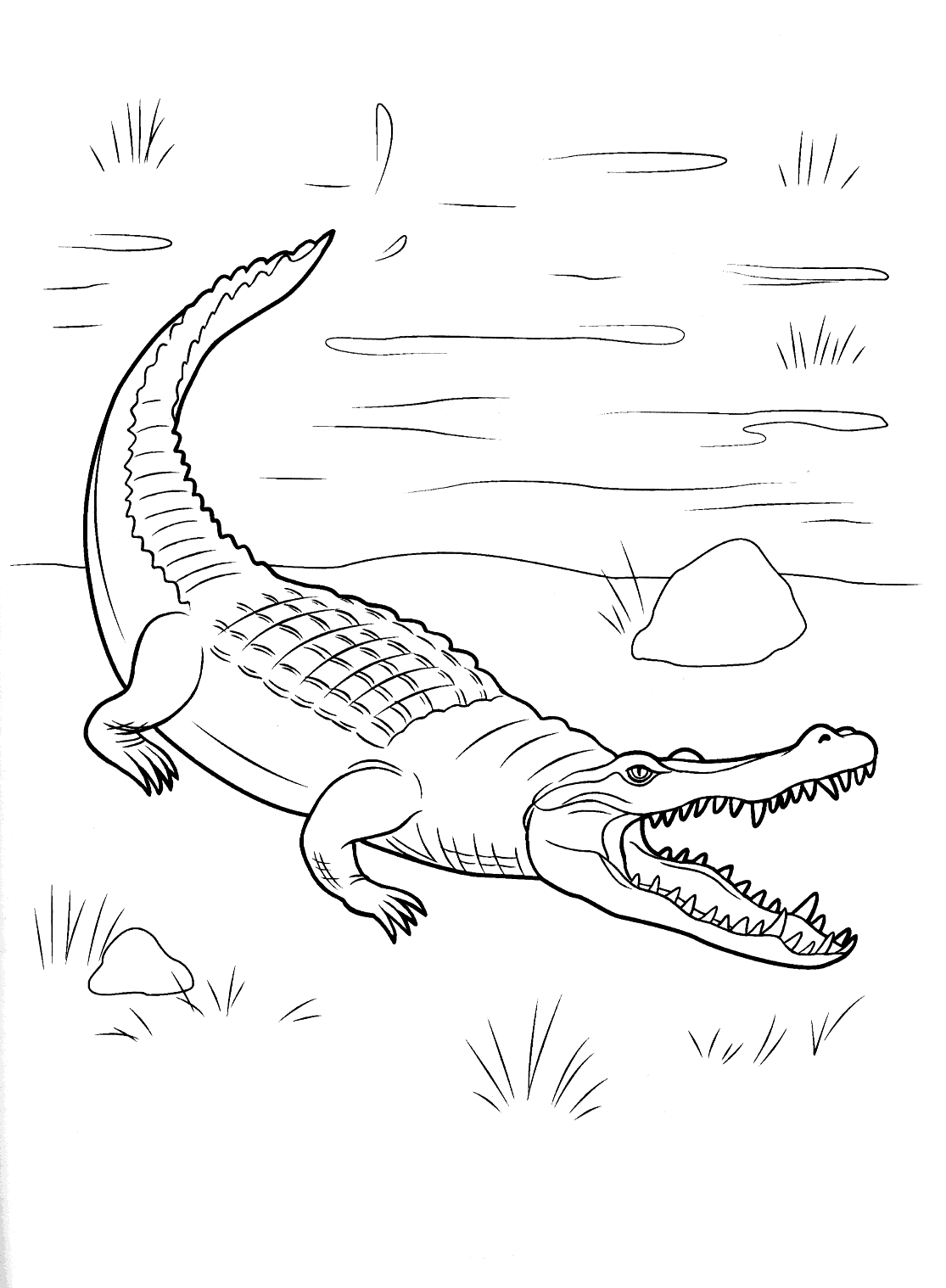 55 Crocodile Coloring Book 58