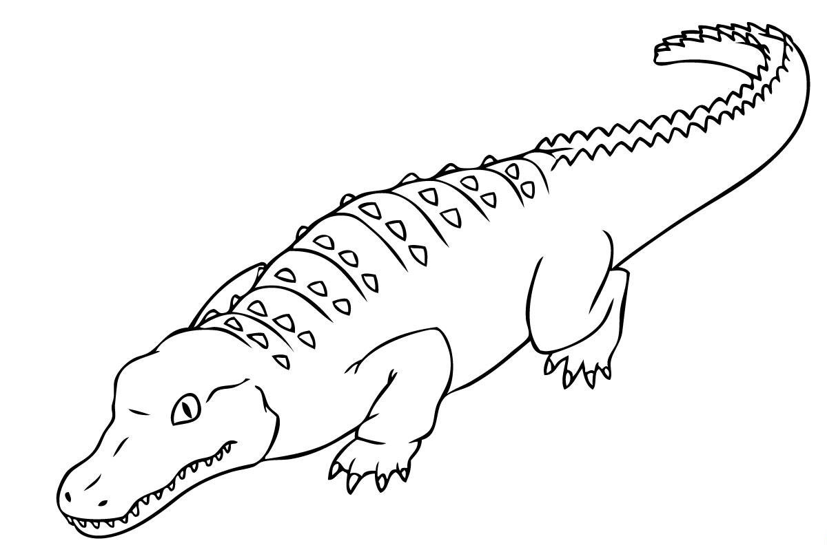 55 Crocodile Coloring Book 64